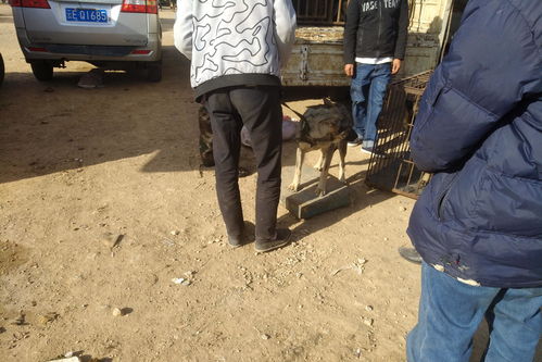 狗市 狗主人銷售35斤狼青犬,7元一斤的價格,值不值